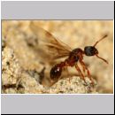 Myrmica sp - Ameisenpaarung 01c 8mm - Sandgrube Niedringhaussee.jpg